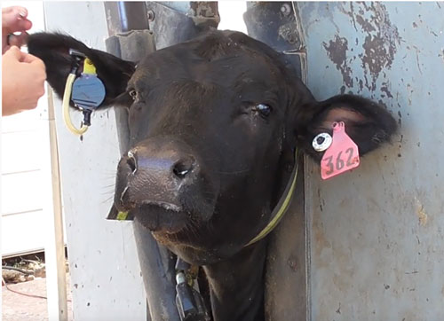 Cow with Health-Monitoring Ear Tag